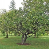 Japanski henomeles (dunja): kako saditi, uzgajati i brinuti se, fotografija